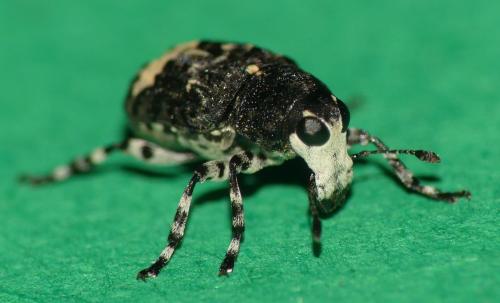 Réf. 329 935 : Tropideres albirostris
